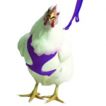 Why did the chicken cross the road?
