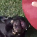 Heartwarming dog ‘tails’ of paralysis