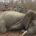 Outrage as hunters kill baby elephants