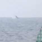 Humpback whale filmed off the coast of Larne