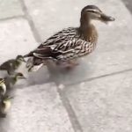 Duck, duck, go!