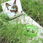 Bid to raise funds for stray Chernobyl dogs