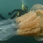 Human sized jellyfish is the real sting!