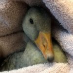‘George’ the goose recovering after being beaten in Ballymena