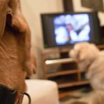 Do you leave the telly on for the dog when you nip out?