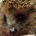 Stephen the stolen blind hedgehog has been returned