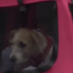 Happy as Larry? Boris Johnson’s new dog arrives at Downing Street
