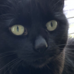 Pet portrait mode for animal lovers on new iPhone, Apple reveals