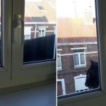 Prowling panther terrorises French town