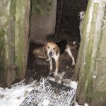 Ballyclare man banned from keeping animals for 15 years after dogs were found alongside rotting carcasses