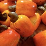 NUTS! This is how cashews grow…..