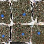 Man and woman arrested and cannabis with street value of £460,000 seized