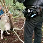 Oh deer – a tail of the unexpected…..