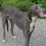 Peaceful protest planned at Drumbo in memory of abused greyhound Norman