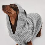 Finally, a hoodie for your dog