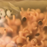 Sometimes the online order is wrong