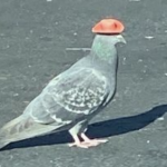 Pigeons in Las Vegas wearing cowboy hats – so many questions