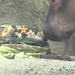 Happy birthday, Fiona the hippo
