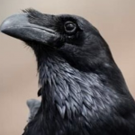 Help fund an aviary for disabled Muninn the raven