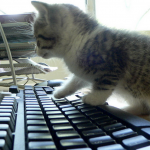 Make a cat-proof barrier around your keyboard if you’re working from home