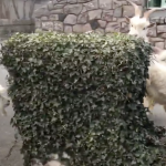 Herd of goats takes over Welsh town – no kidding
