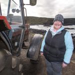 Cows set to boost wildflowers at Giant’s Causeway