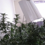 £50,000 of suspected cannabis plants discovered in Antrim