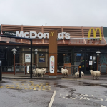 Old McDonald had a flock of sheep grazing at pastures new