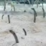 Plea to FaceTime the Japanese eels