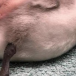 Police hunting jogger who kicked baby swan in London