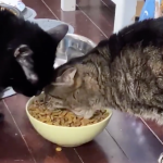 The ‘Hungry Hippo’ cat