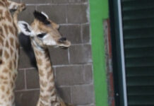 Welcome new baby giraffe, Ballyclare!