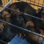 Gardai seize 32 dogs – believed to have been stolen