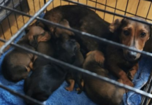 Gardai seize 32 dogs – believed to have been stolen