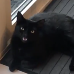 The cat with a Northern Irish accent