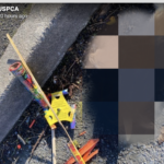 USPCA £500 reward after rabbit was killed by rocket in Newcastle