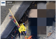 USPCA £500 reward after rabbit was killed by rocket in Newcastle