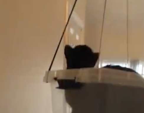 Kitty’s homemade elevator has TikTok in stitches