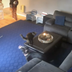 WATCH: Don’t leave your cat near a burning candle
