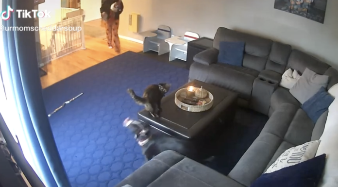 WATCH: Don’t leave your cat near a burning candle