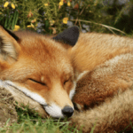 Bill to ban fox hunting proposed