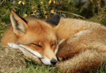 Bill to ban fox hunting proposed