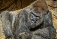 Gorillas test positive for COVID-19 in San Diego