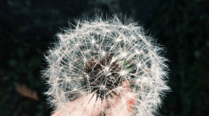 Top hay fever tips