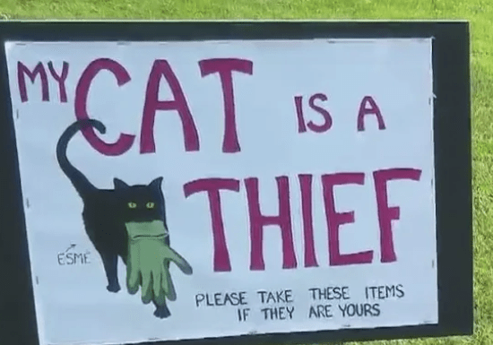 Oregon cat thief on the prowl