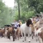 The goats are baaaack to munch on invasive plants in New York