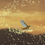 Anton’s new release inspired by the mayfly on Lough Neagh