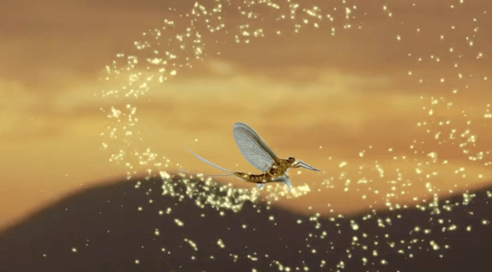 Anton’s new release inspired by the mayfly on Lough Neagh
