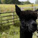 Geronimo the alpaca has been killed