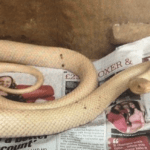 Snake found in Craigavon has been rehomed